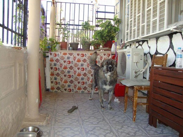 Κατοικίδιο